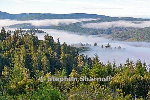 california coastal forest 11 graphic